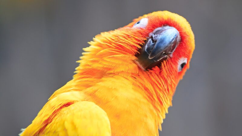 Conure papige