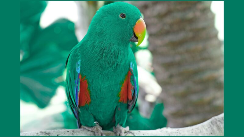 Eclectus roratus