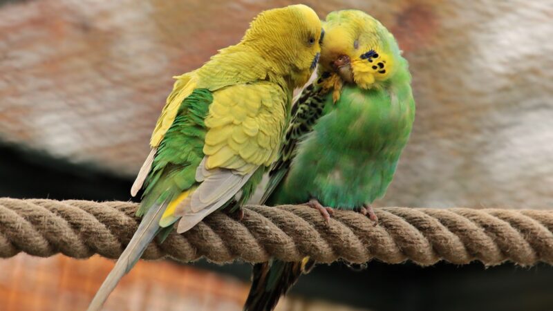 Love birds